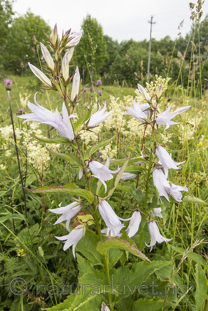 KA_140706_6072 / Campanula latifolia / Storklokke