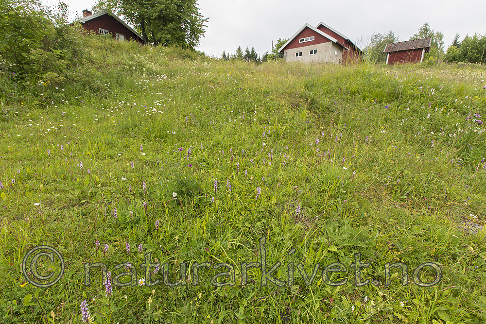 KA_140706_6080 / Gymnadenia conopsea / Brudespore