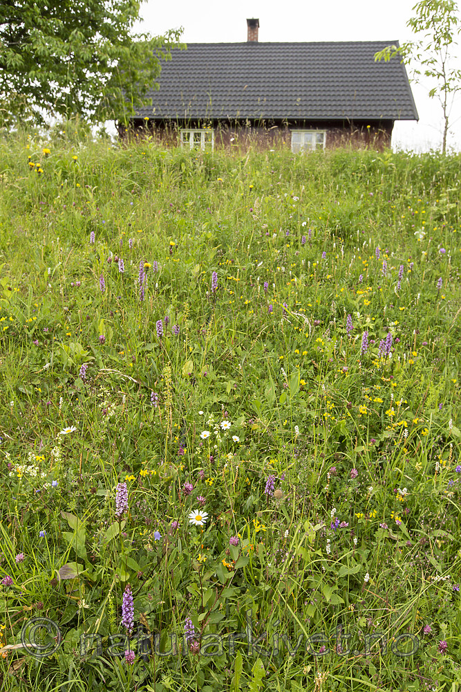 KA_140706_6083 / Gymnadenia conopsea / Brudespore