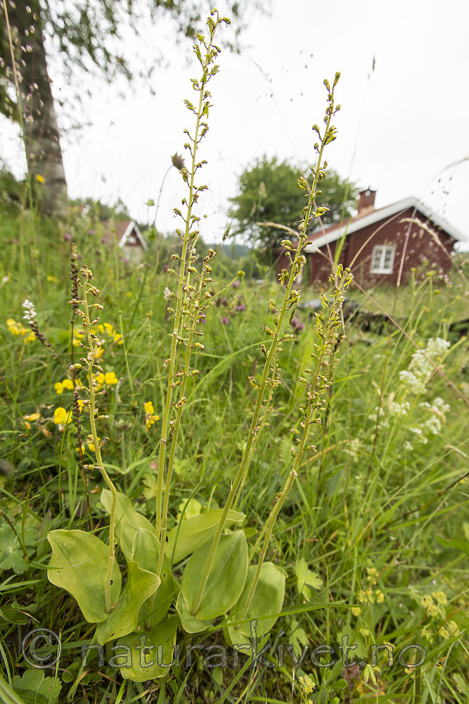 KA_140706_6088 / Listera ovata / Stortveblad