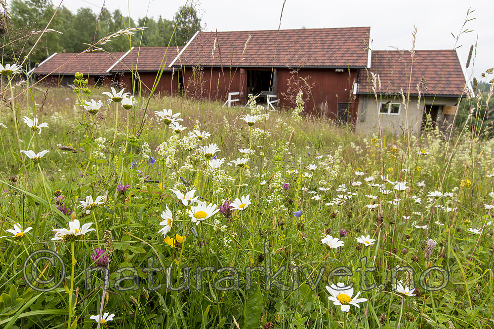 KA_140706_6101 / Leucanthemum vulgare / Prestekrage