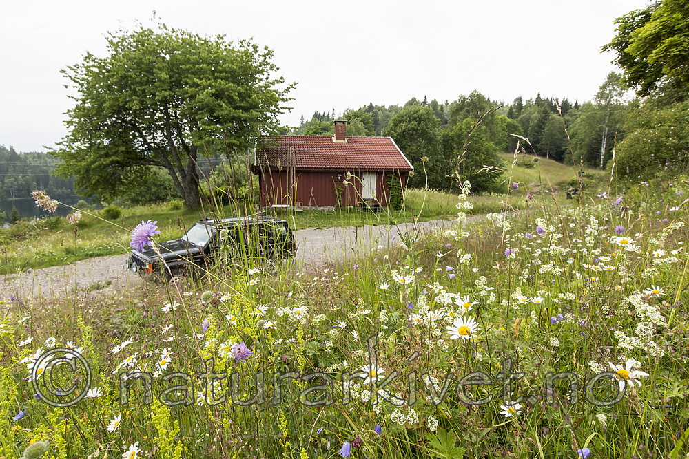 KA_140706_6102 / Leucanthemum vulgare / Prestekrage