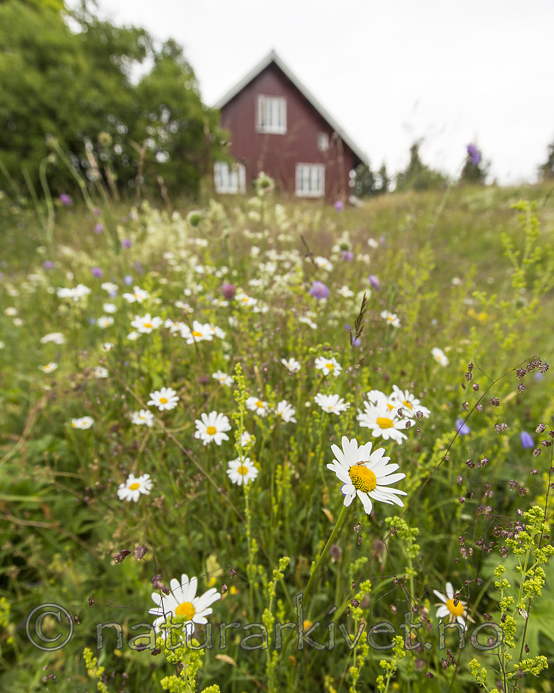 KA_140706_6105 / Leucanthemum vulgare / Prestekrage