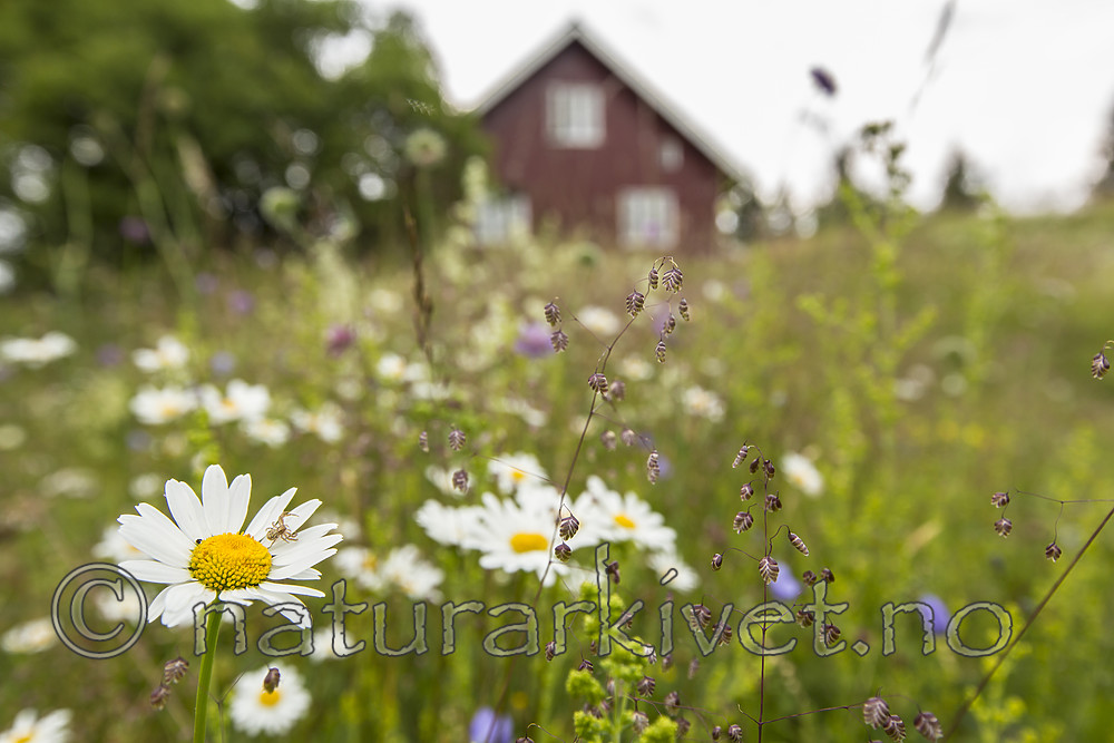 KA_140706_6108 / Leucanthemum vulgare / Prestekrage