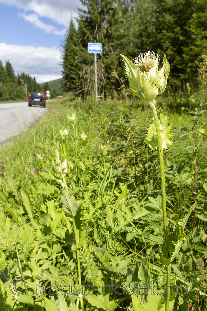 KA_140716_10 / Cirsium oleraceum / Kåltistel