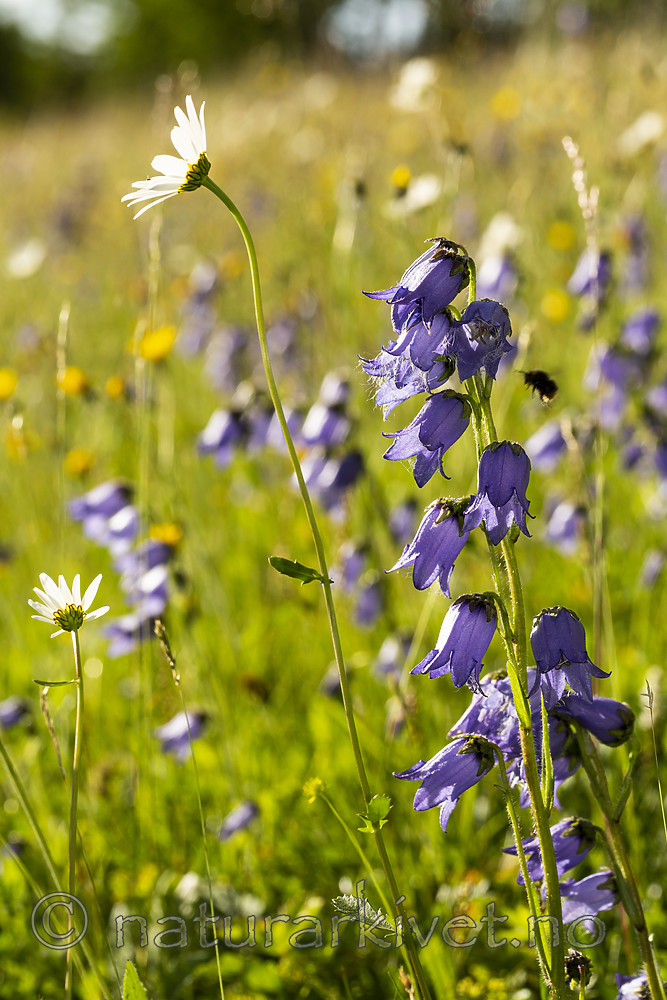 KA_140716_130 / Campanula barbata / Skjeggklokke