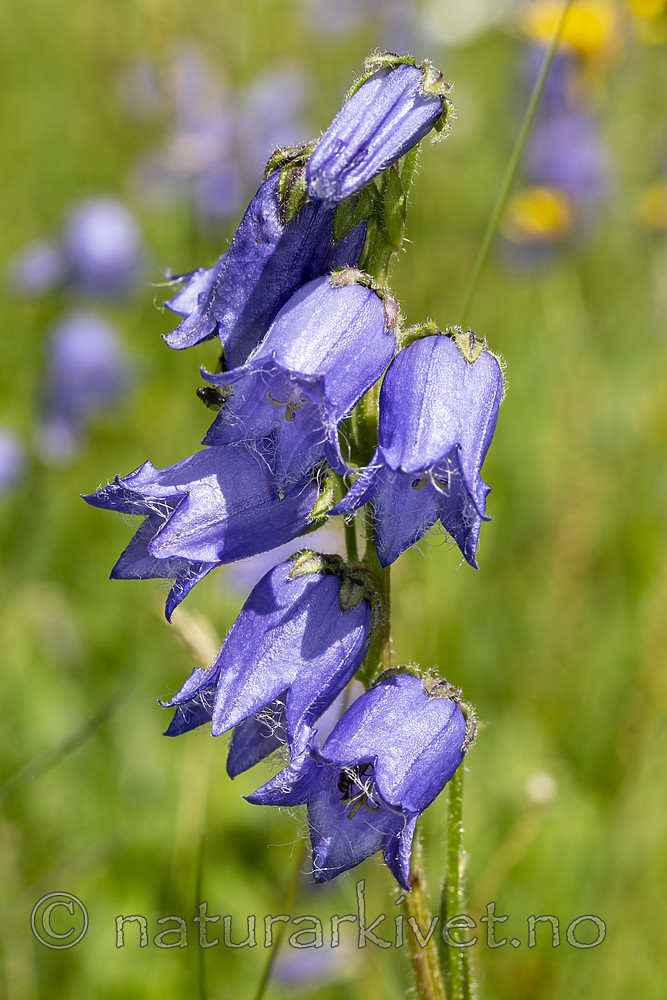 KA_140716_20 / Campanula barbata / Skjeggklokke