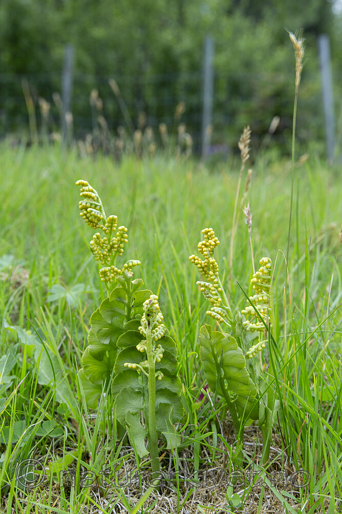 KA_140716_28 / Botrychium lunaria / Marinøkkel