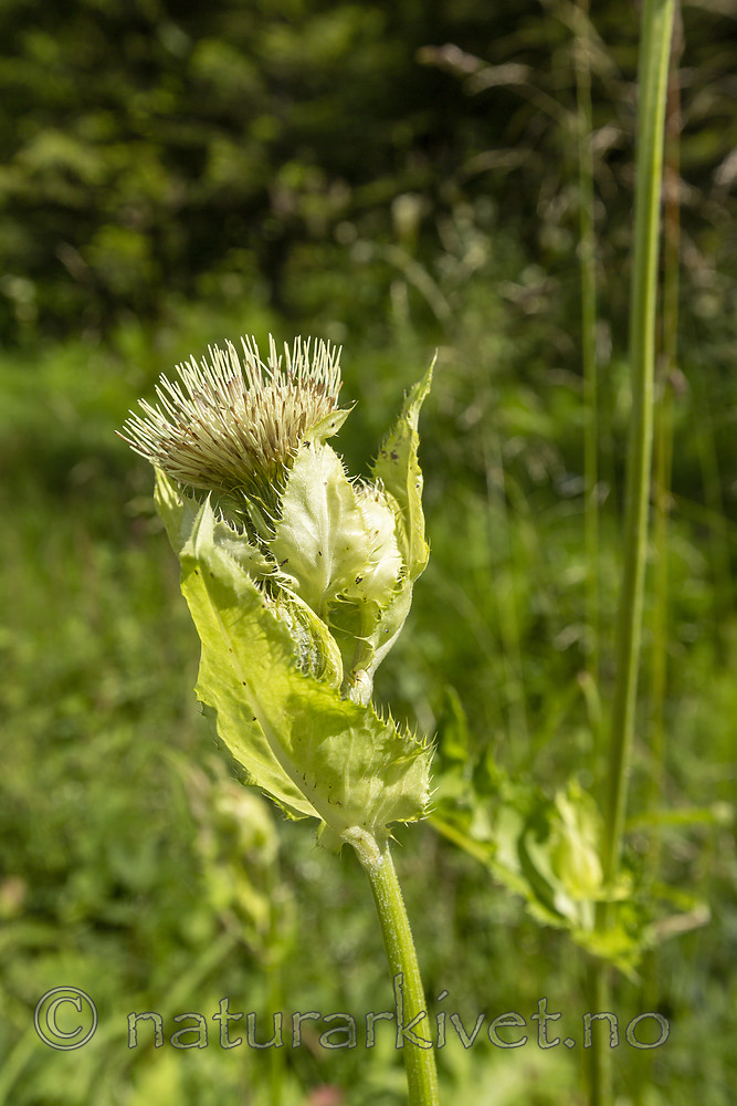 KA_140716_5 / Cirsium oleraceum / Kåltistel