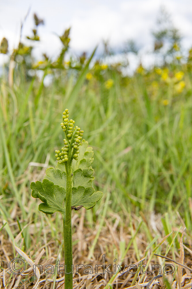 KA_140716_80 / Botrychium lanceolatum / Handmarinøkkel