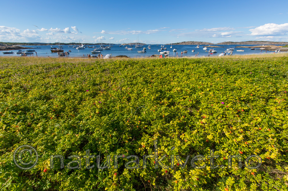 KA_140719_0707 / Rosa rugosa / Rynkerose