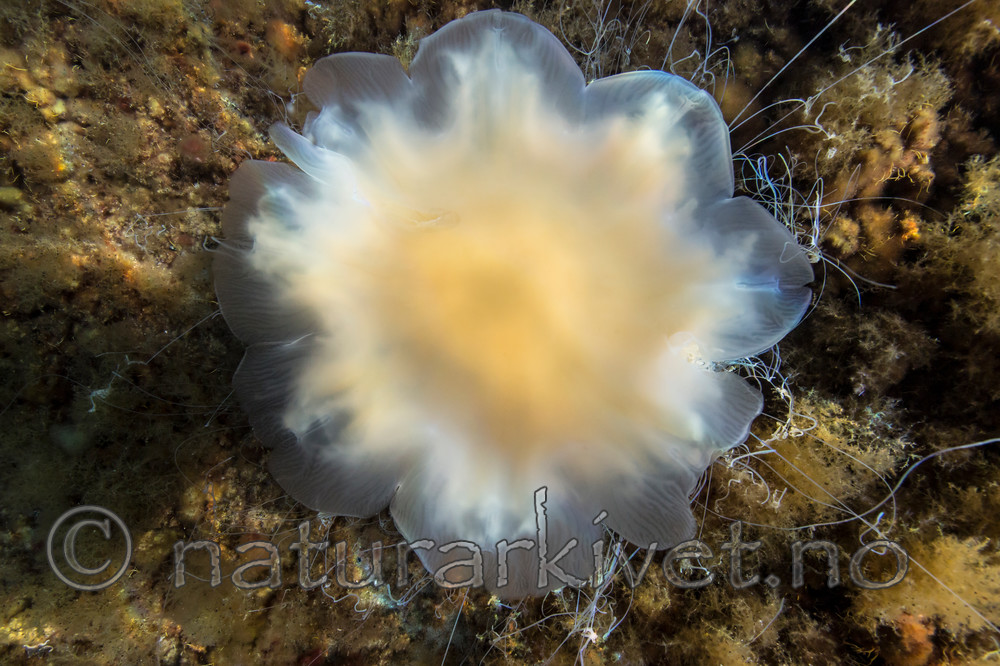 KA_140721_0772 / Cyanea capillata / Brennmanet