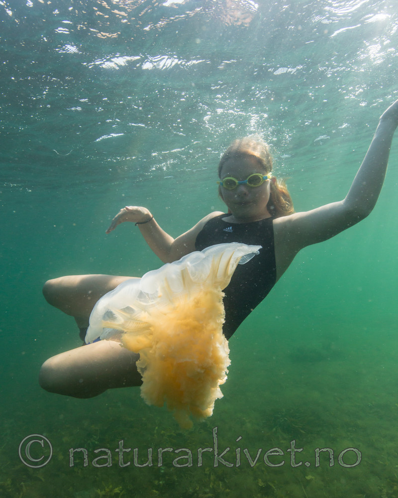 KA_140723_0819 / Cyanea capillata / Brennmanet