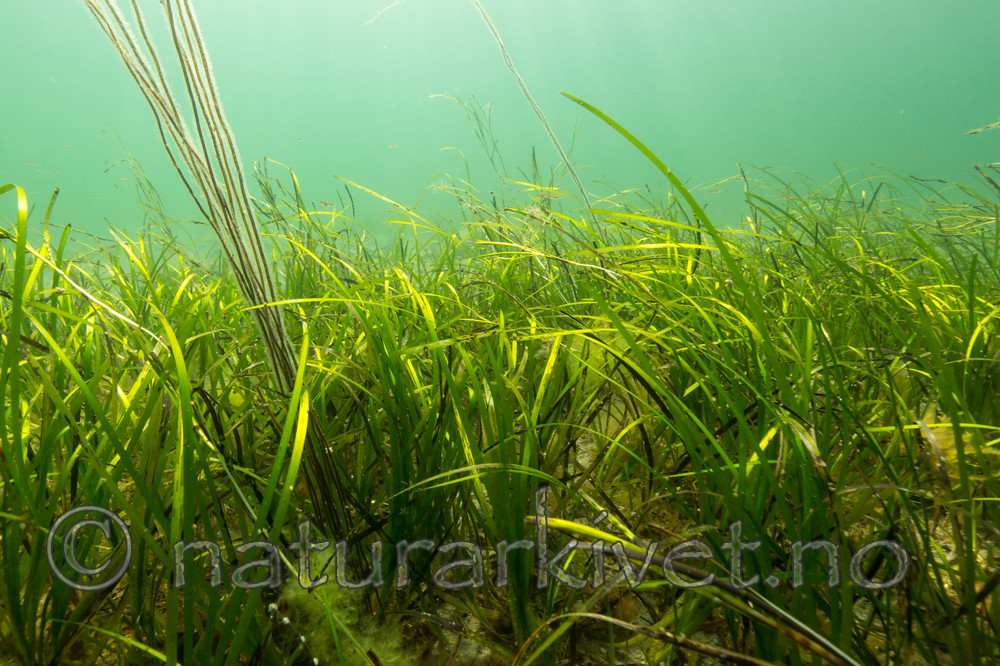 KA_140723_0824 / Zostera marina / ålegras <br /> Zostera marina