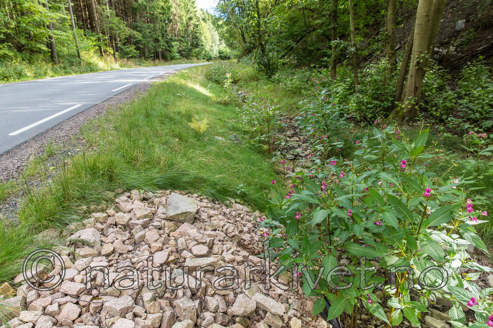 KA_140820_1470 / Impatiens glandulifera / Kjempespringfrø