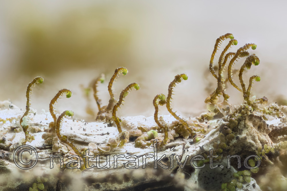 KA_140822_bolanderi / Frullania bolanderi / Pelsblæremose