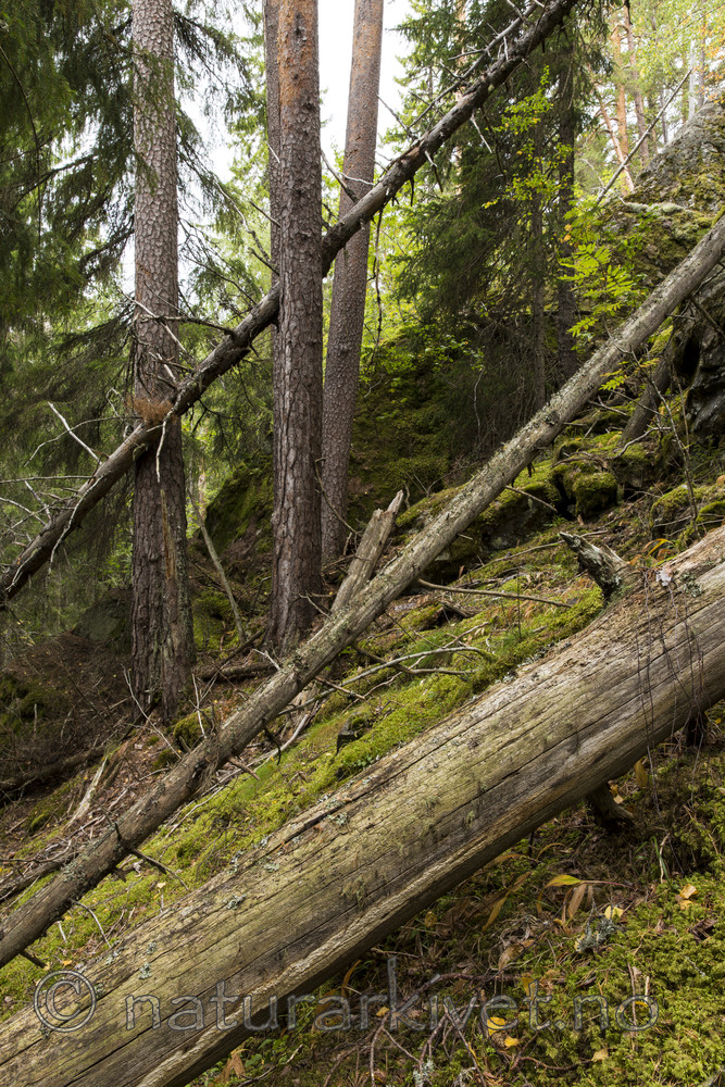 KA_140907_1 / Pinus sylvestris / Furu