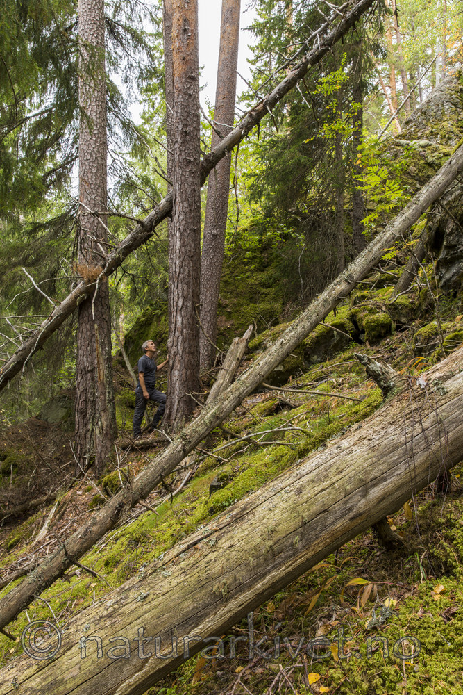 KA_140907_3 / Pinus sylvestris / Furu