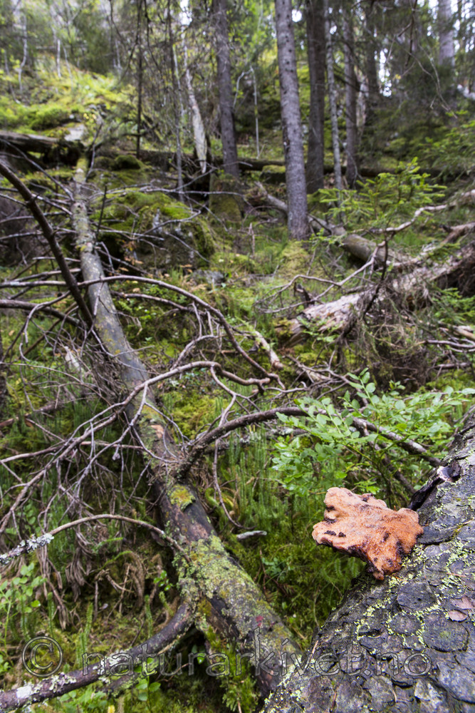 KA_140907_4 / Amylocystis lapponica / Lappkjuke