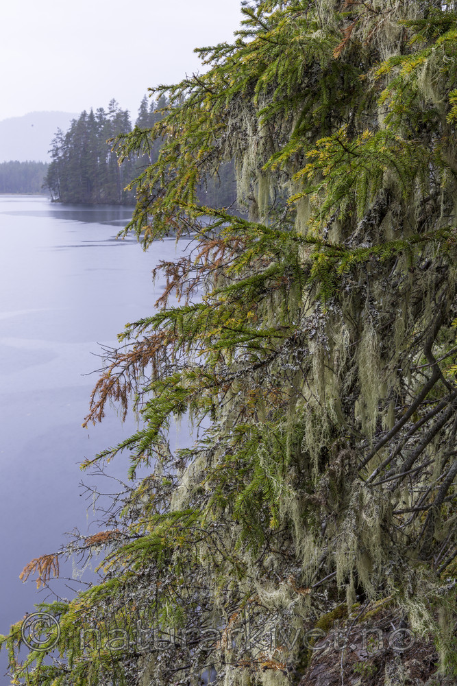 KA_140907_66 / Evernia divaricata / Mjuktjafs