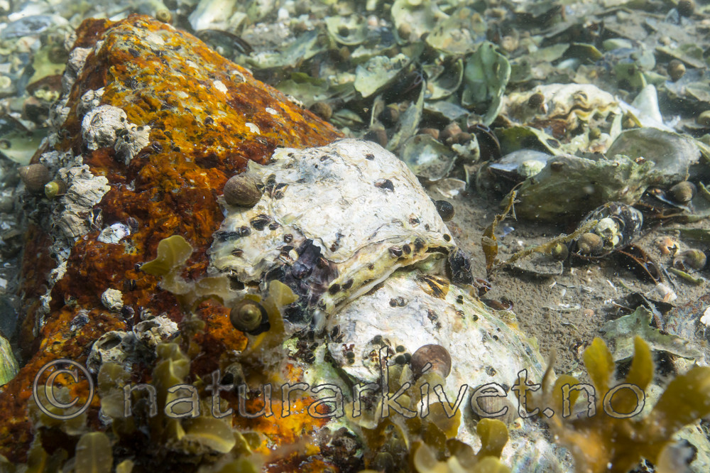 KA_140921_2535 / Crassostrea gigas / Stillehavsøsters