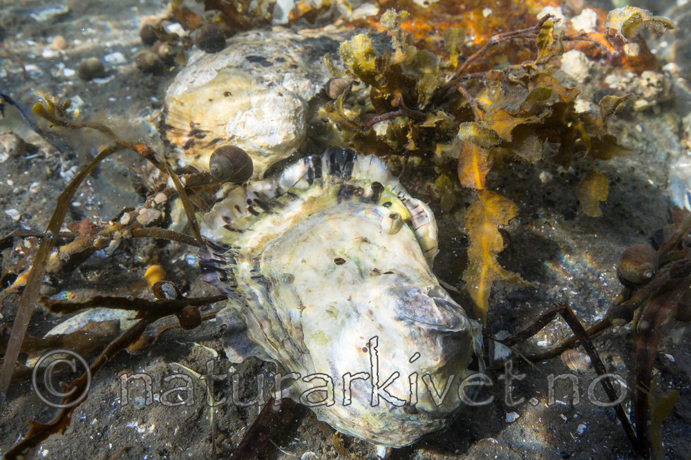 KA_140921_2540 / Crassostrea gigas / Stillehavsøsters