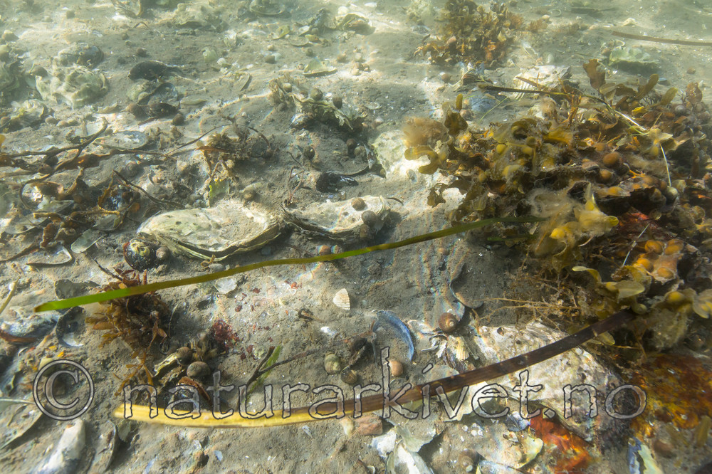 KA_140921_2546 / Crassostrea gigas / Stillehavsøsters