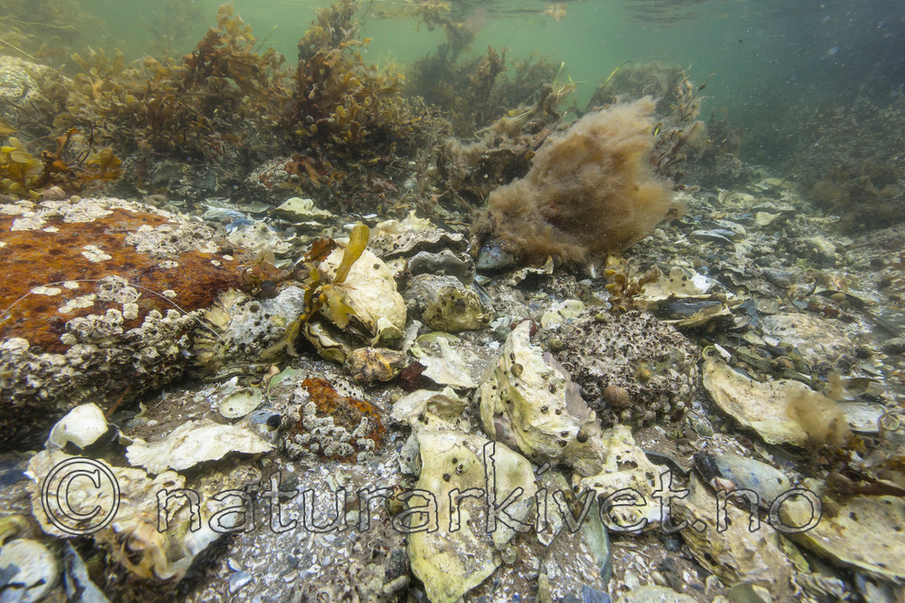 KA_140921_2556 / Crassostrea gigas / Stillehavsøsters