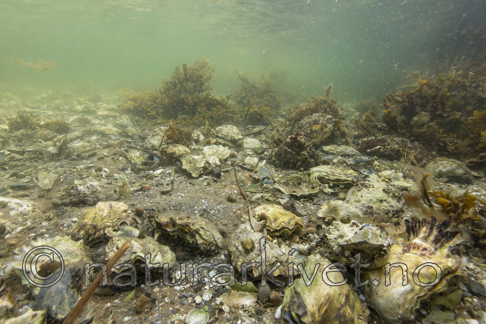 KA_140921_2563 / Crassostrea gigas / Stillehavsøsters