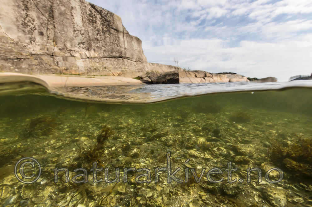 KA_140921_2567 / Crassostrea gigas / Stillehavsøsters