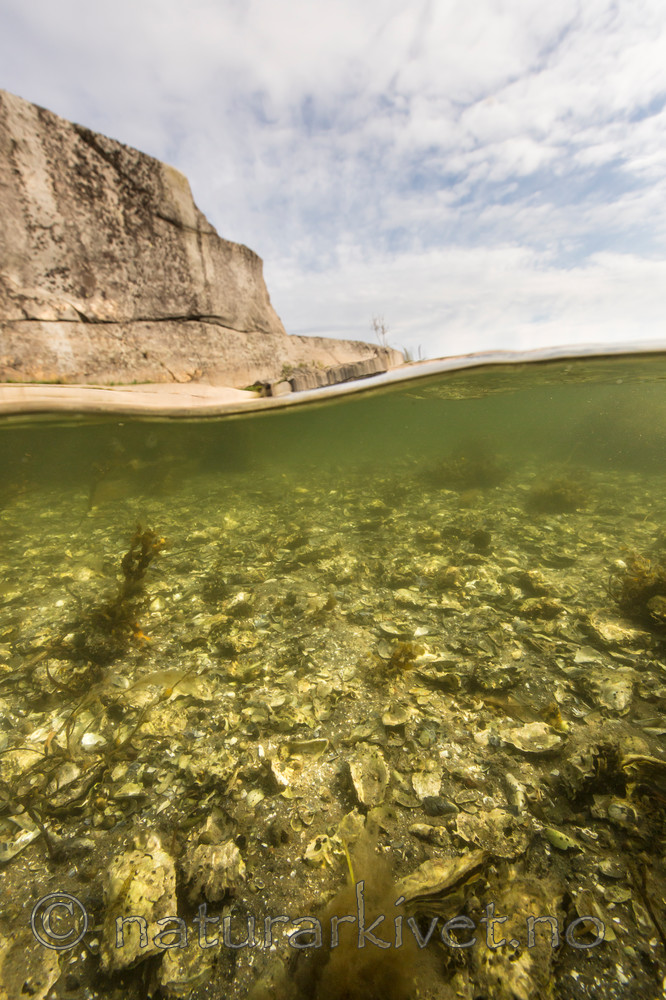 KA_140921_2570 / Crassostrea gigas / Stillehavsøsters