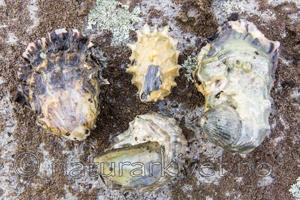 KA_140921_2581 / Crassostrea gigas / Stillehavsøsters