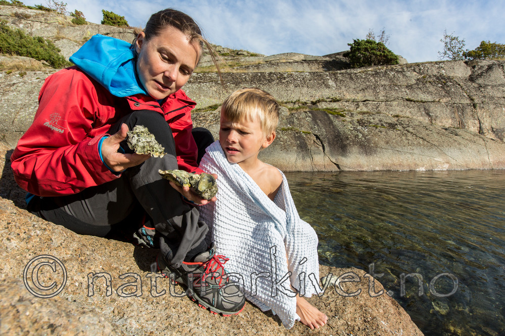 KA_140921_2589 / Crassostrea gigas / Stillehavsøsters