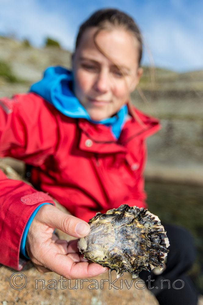 KA_140921_2597 / Crassostrea gigas / Stillehavsøsters
