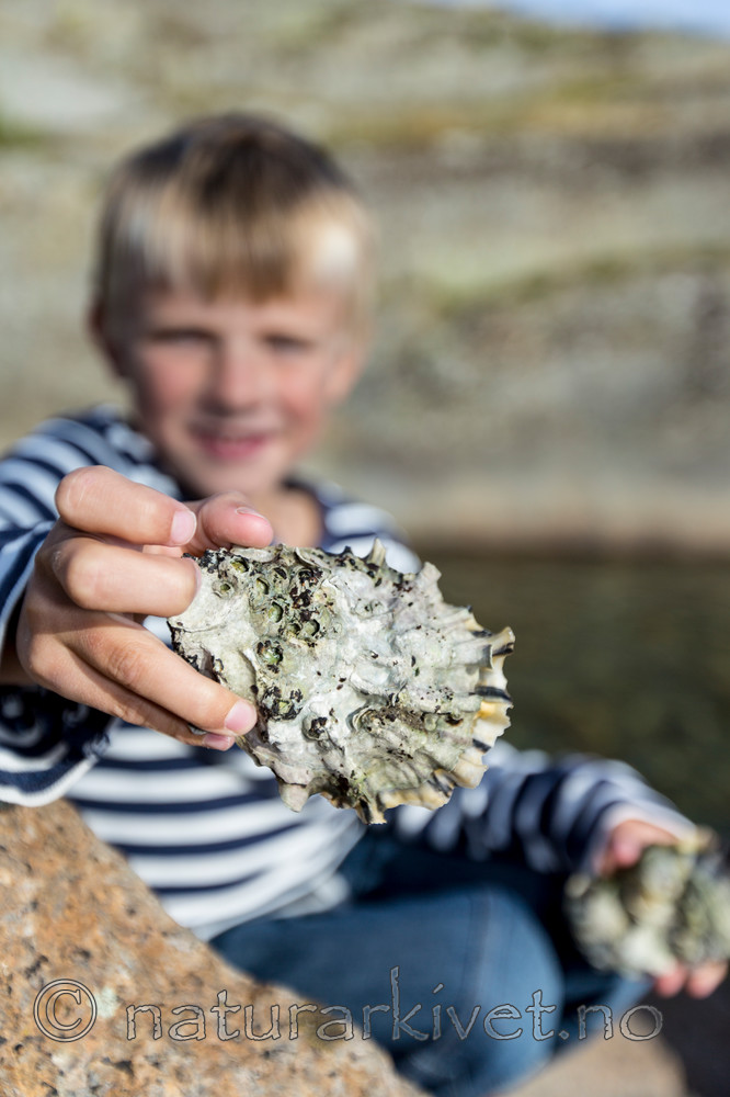 KA_140921_2605 / Crassostrea gigas / Stillehavsøsters