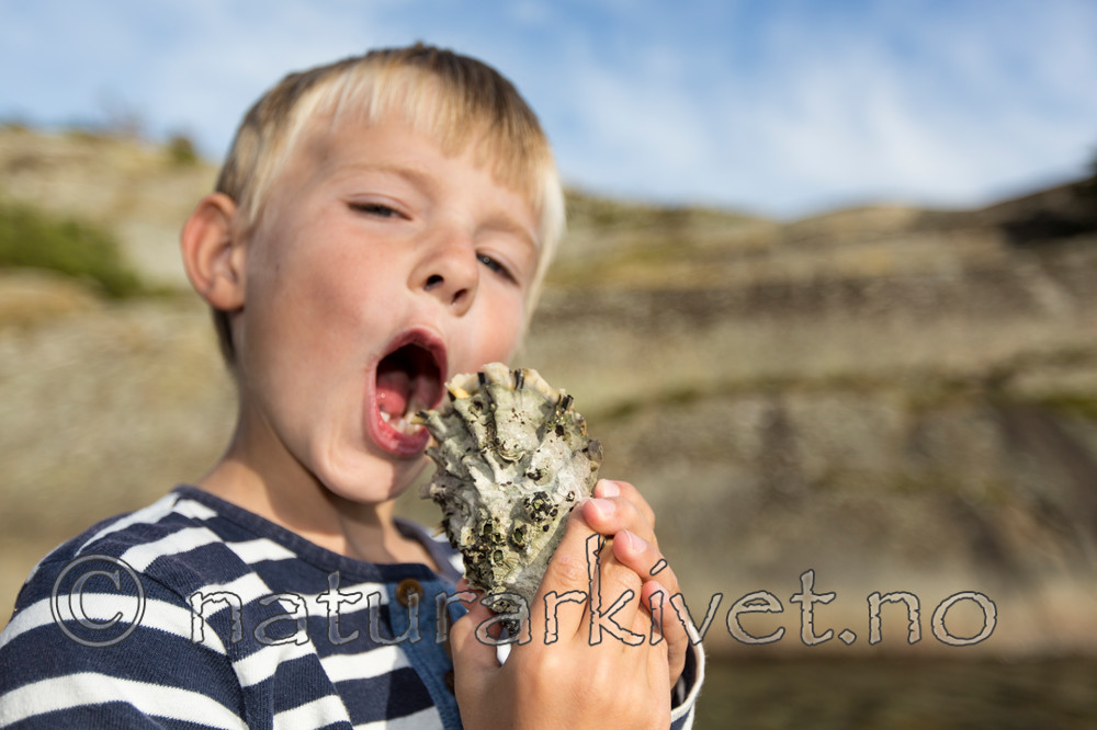 KA_140921_2607 / Crassostrea gigas / Stillehavsøsters