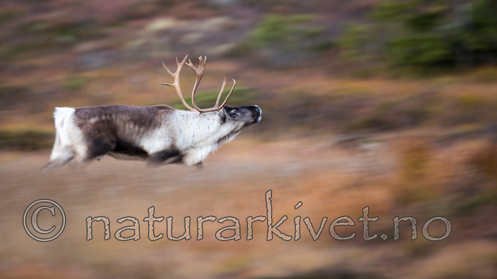 KA_140927_2753 / Rangifer tarandus / Rein