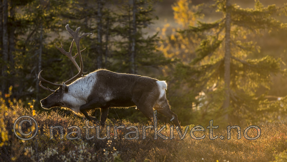 KA_140927_2766 / Rangifer tarandus / Rein