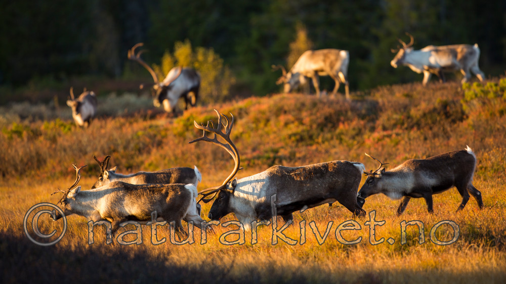 KA_140927_2768 / Rangifer tarandus / Rein