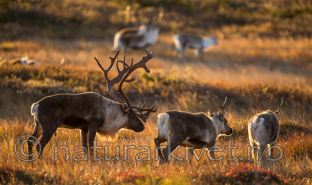 KA_140927_2773 / Rangifer tarandus / Rein