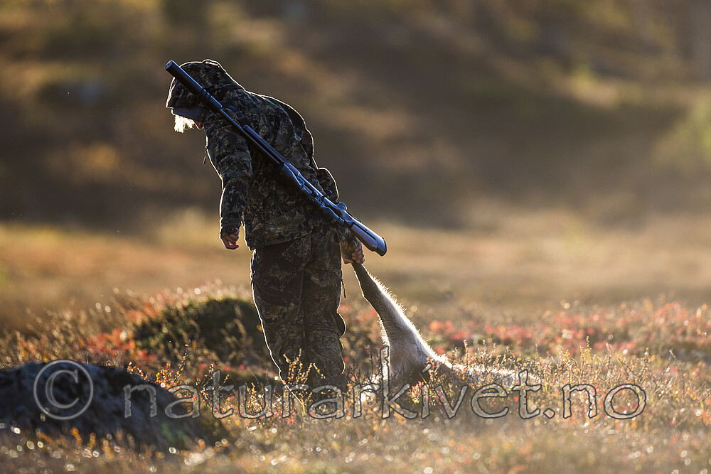 KA_140927_2795 / Rangifer tarandus / Rein