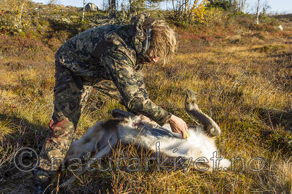 KA_140927_2798 / Rangifer tarandus / Rein