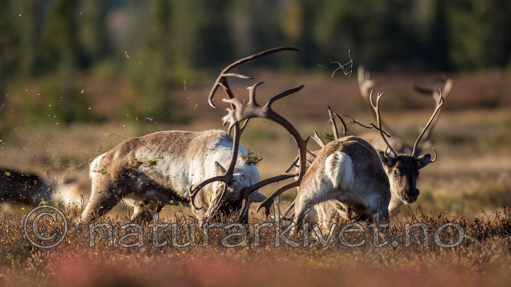 KA_140927_2803 / Rangifer tarandus / Rein