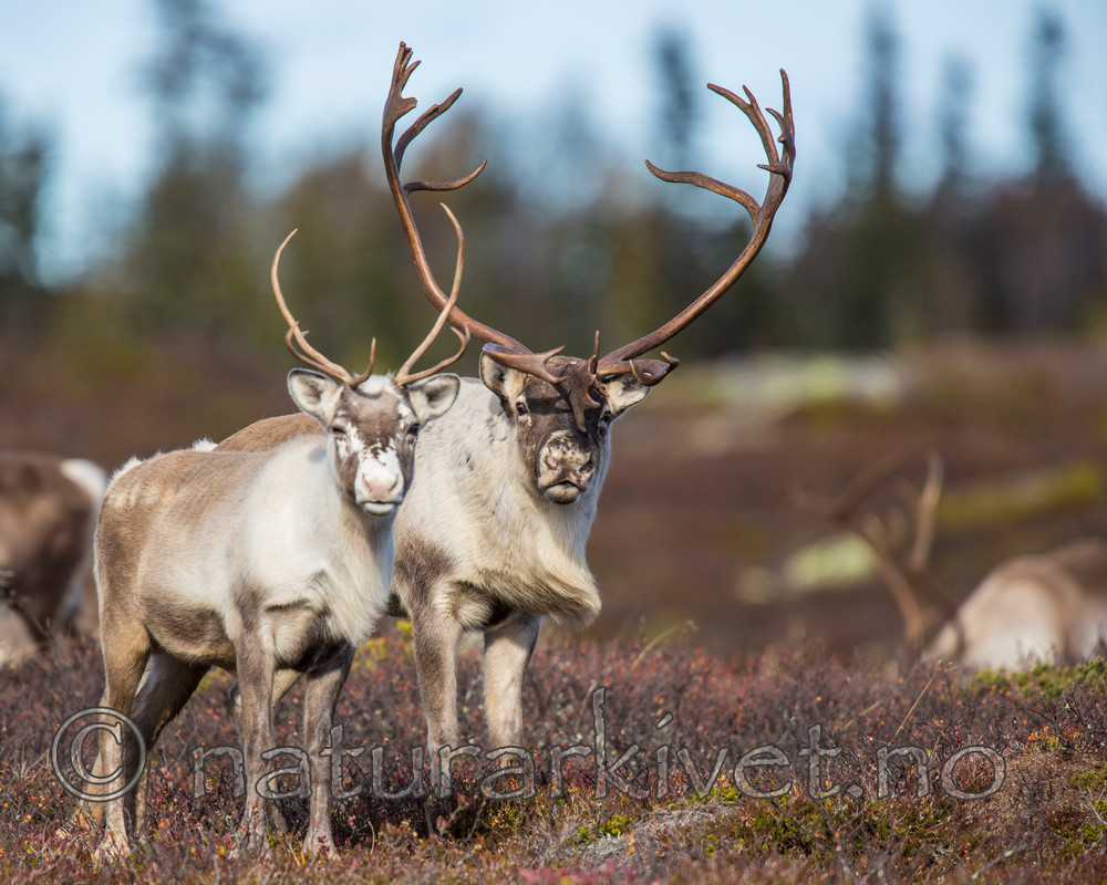 KA_140927_2865 / Rangifer tarandus / Rein