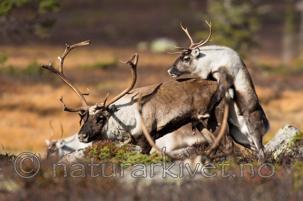 KA_140927_2877 / Rangifer tarandus / Rein