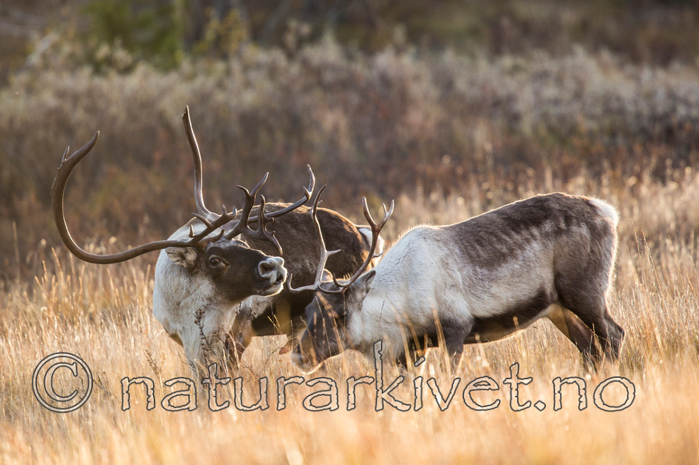 KA_140928_2894 / Rangifer tarandus / Rein