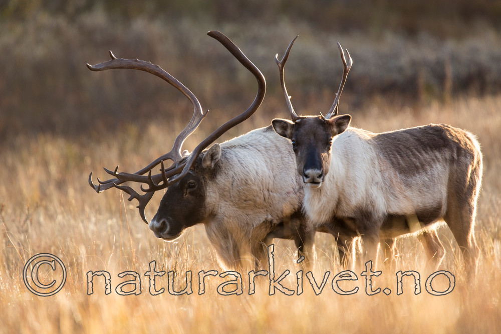 KA_140928_2896 / Rangifer tarandus / Rein