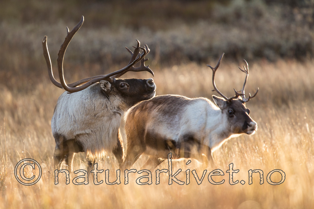 KA_140928_2897 / Rangifer tarandus / Rein