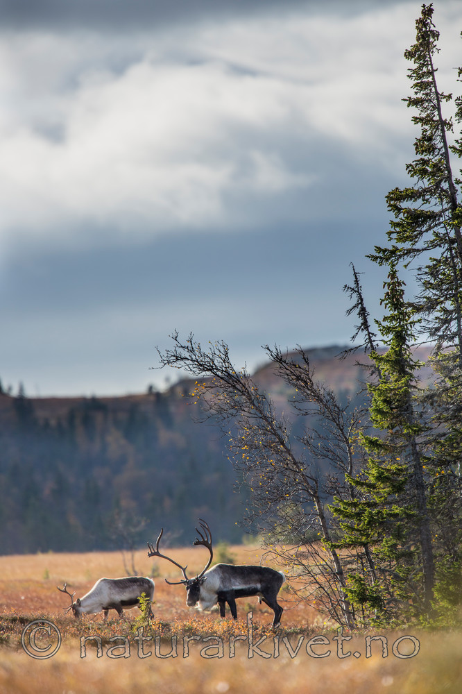 KA_140928_2919 / Rangifer tarandus / Rein