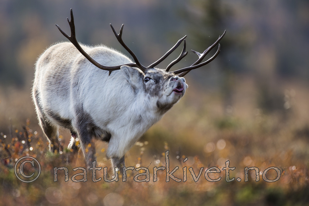 KA_140928_2930_test2 / Rangifer tarandus / Rein